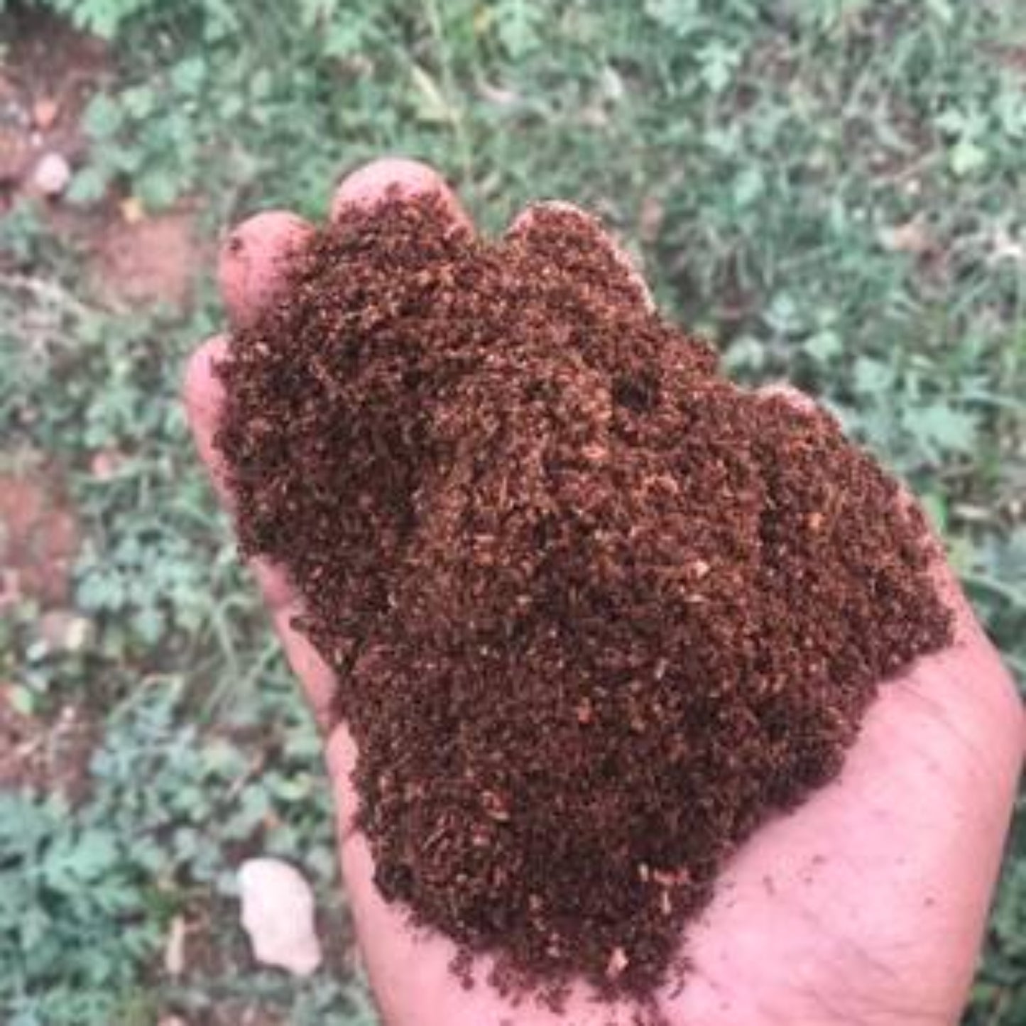 Coco Coir Brick, Buffered Cocopeat 100 Gm Each Piece ( Pack Of 3 ) - Grandsell