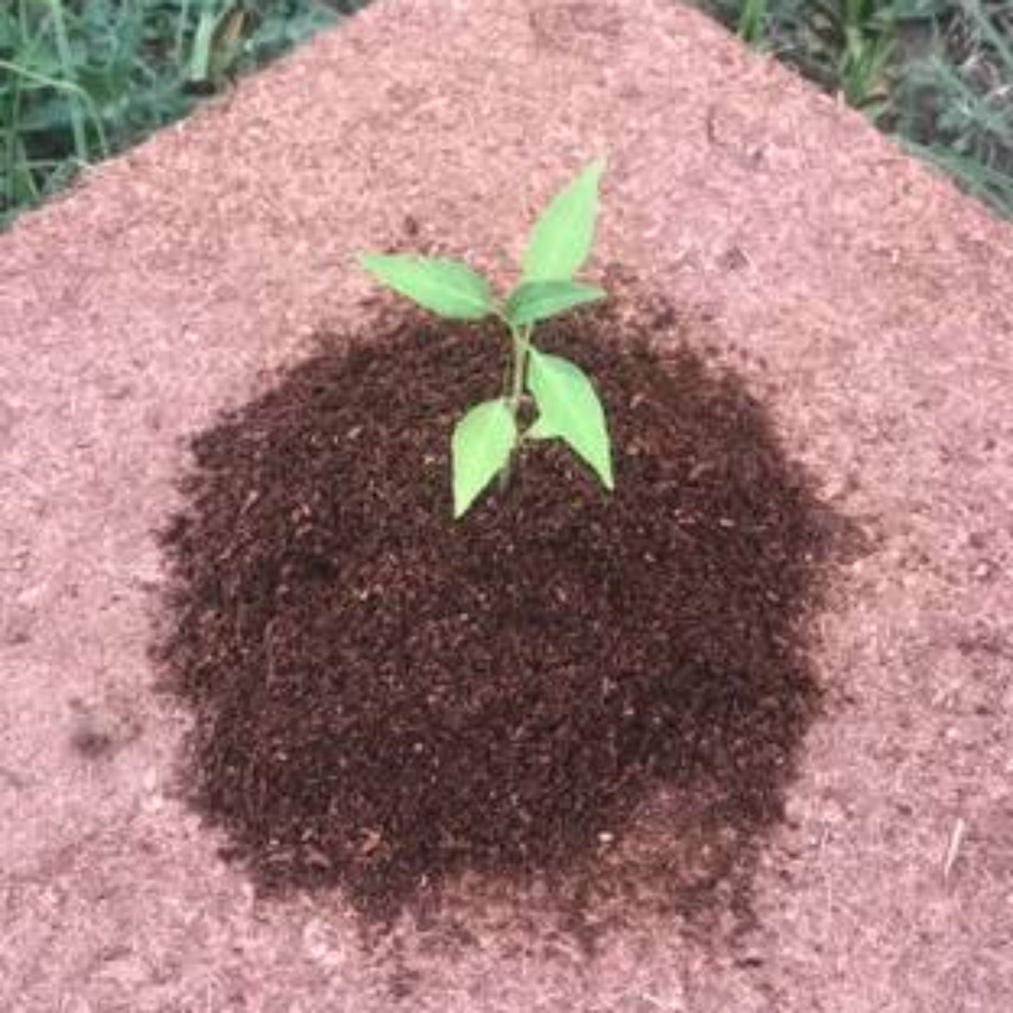 Coco Coir Brick, Buffered Cocopeat 100 Gm Each Piece ( Pack Of 3 ) - Grandsell