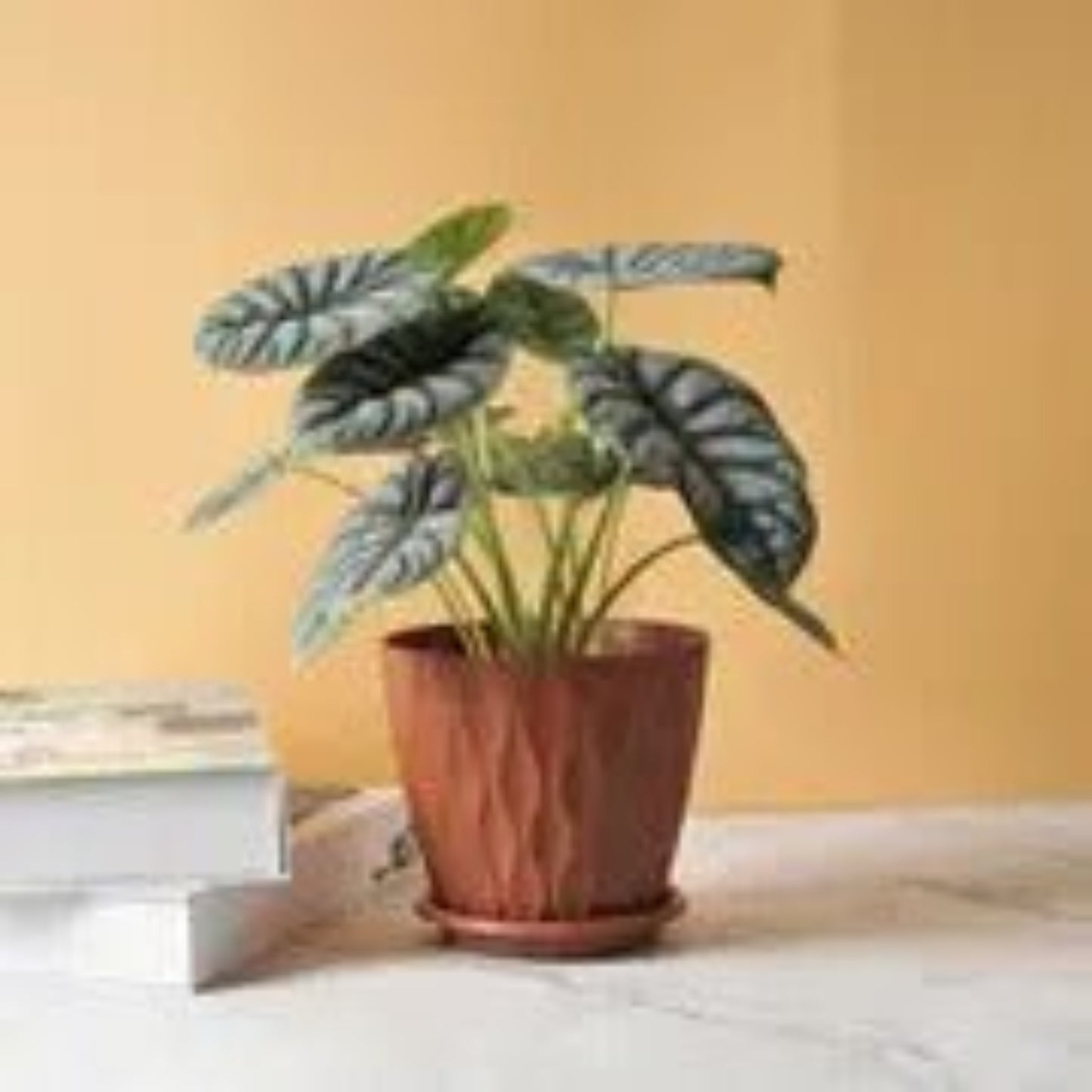 Galleyway Multicolor Flower Pots (Pack of 5) – Decorative Garden & Home Planters - Grandsell